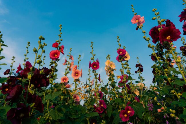 Jardin en aout